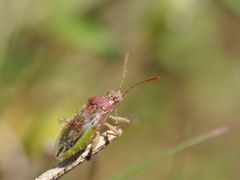 Stictopleurus punctatonervosus